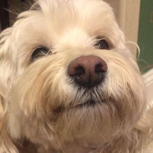Meet your Posher, Ava